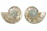 Cut & Polished, Crystal-Filled Ammonite Fossil - Madagascar #282665-1